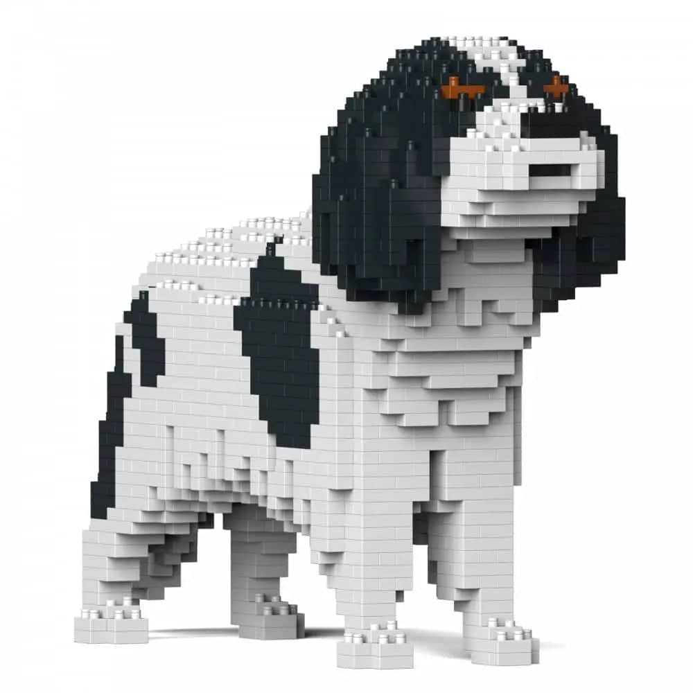 Cavalier King Charles-spaniël