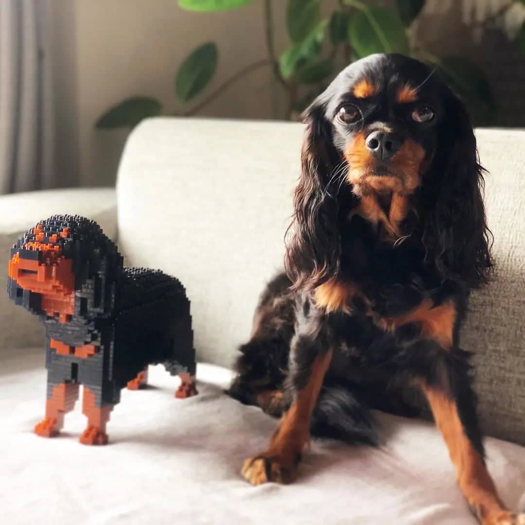 Cavalier King Charles-spaniël