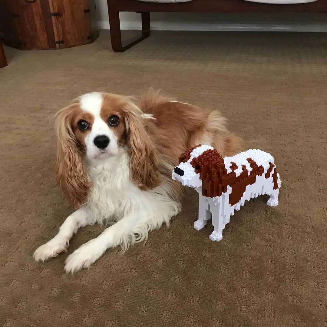 Cavalier King Charles-spaniël