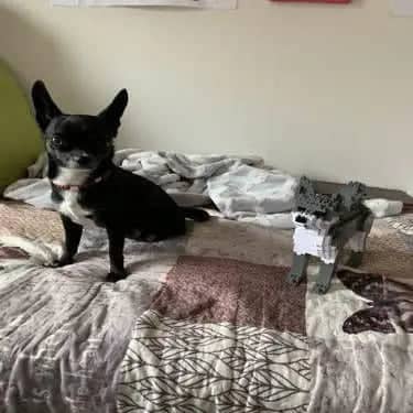 chihuahua