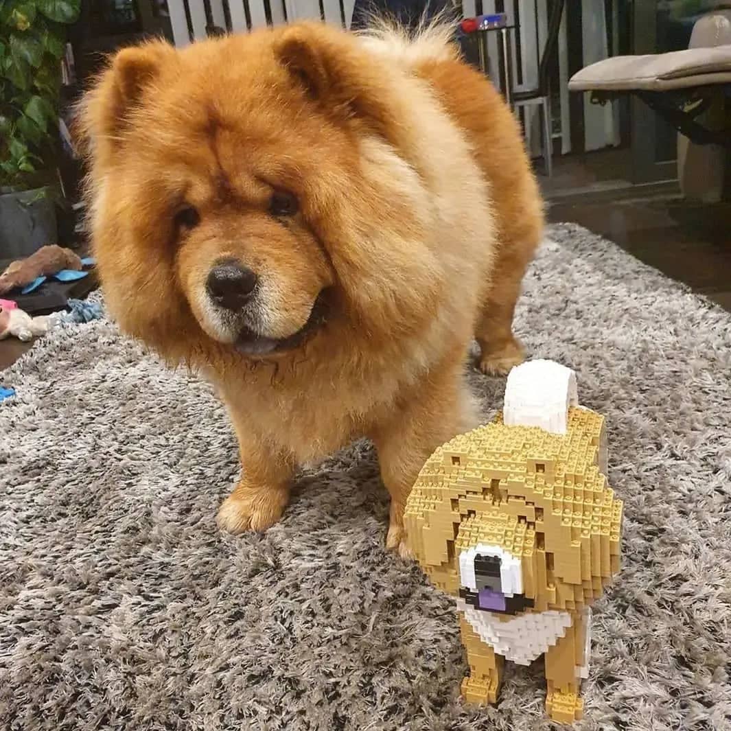 Chow Chow