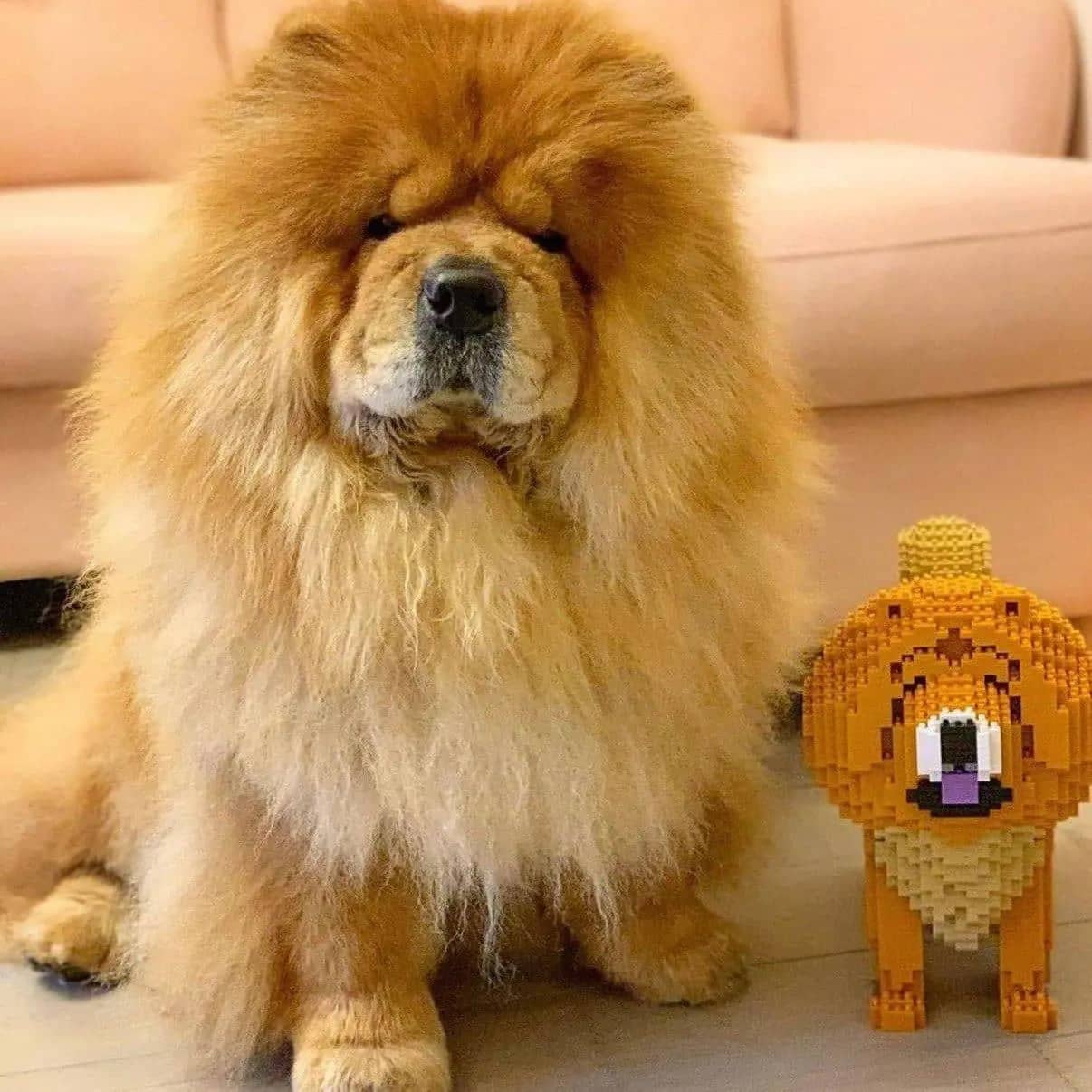 Chow Chow