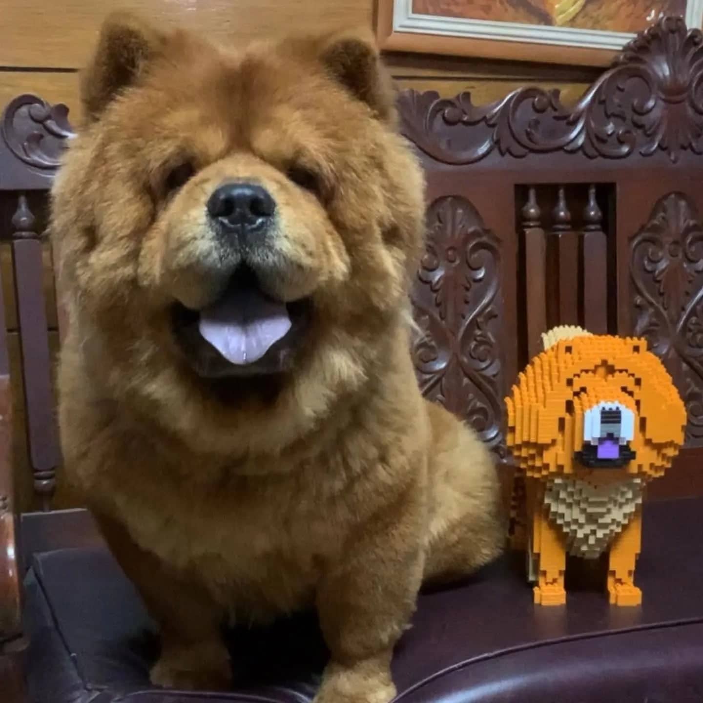 Chow Chow