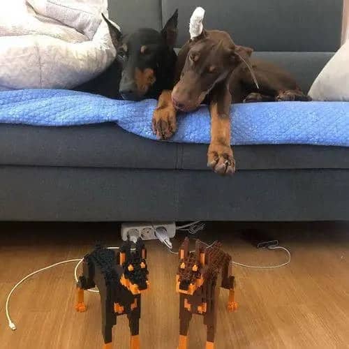 Doberman Pinscher