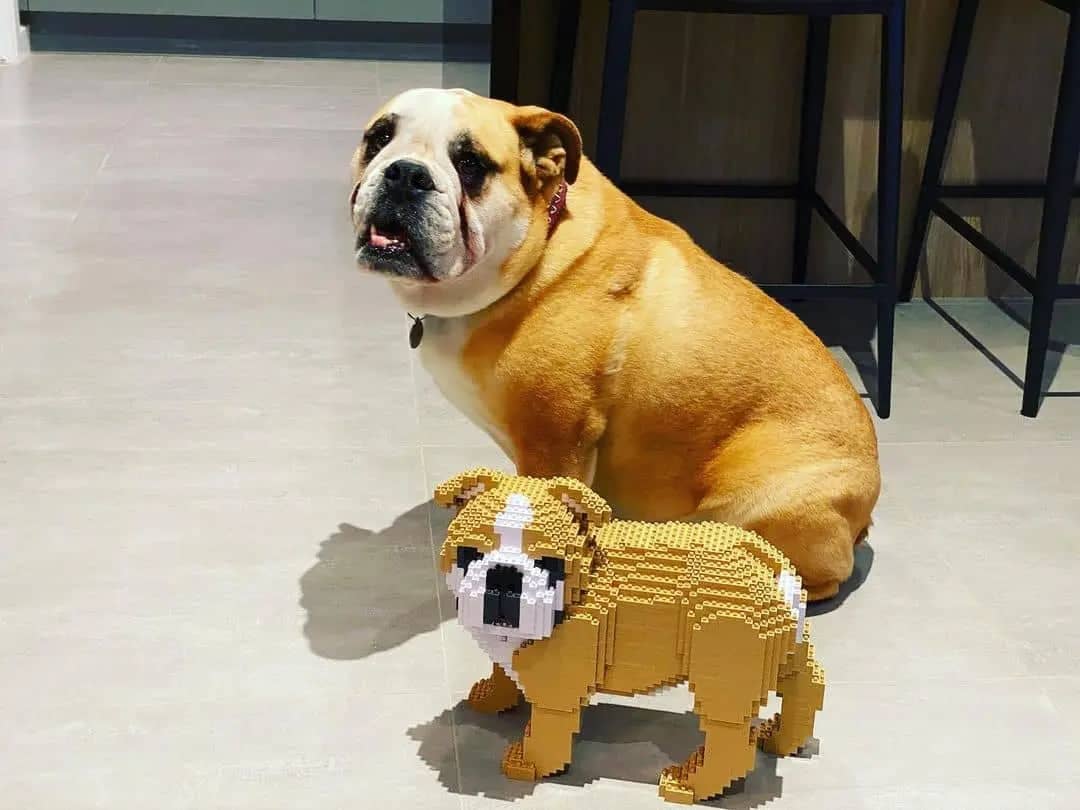 Engelse bulldog