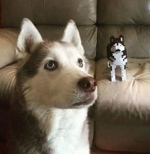 Husky