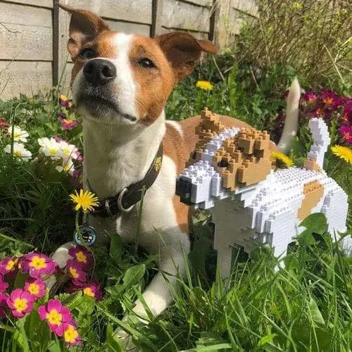 Jack Russell Terrier