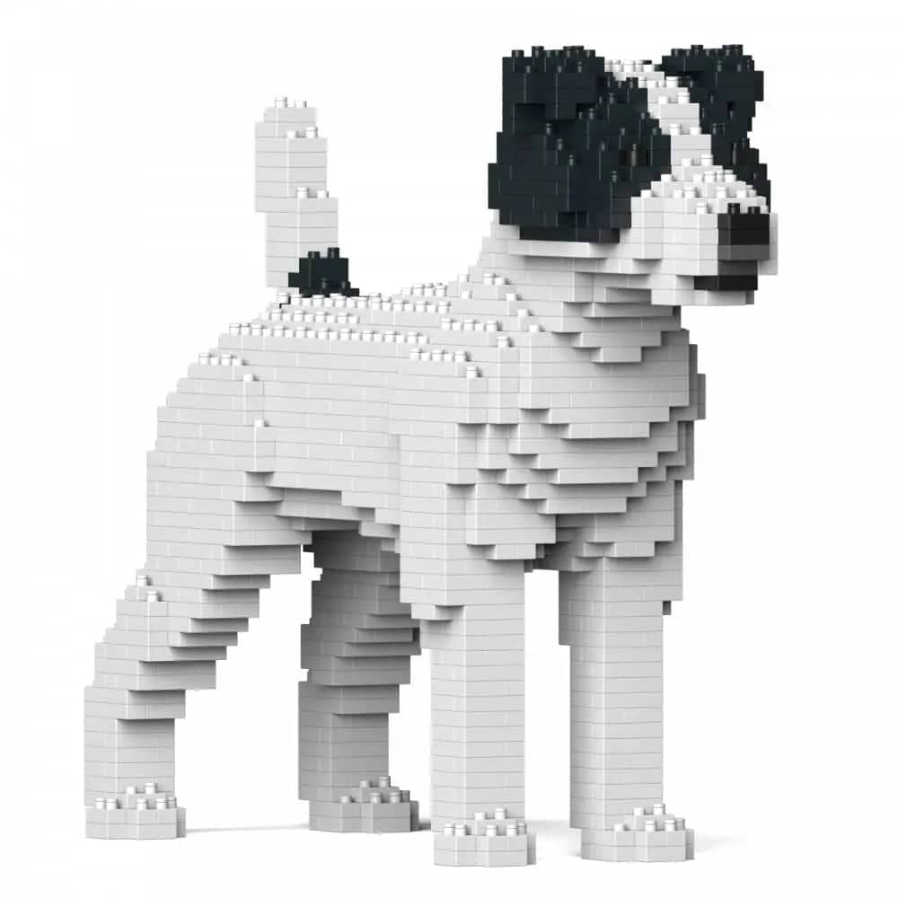 Jack Russell Terrier