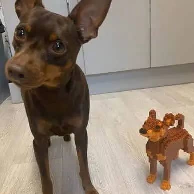 Dwergpinscher