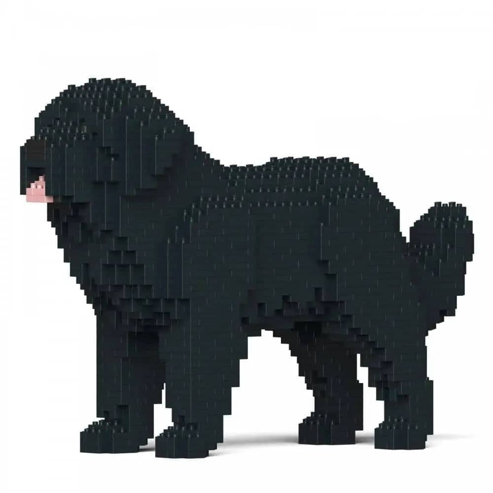 Newfoundland hond