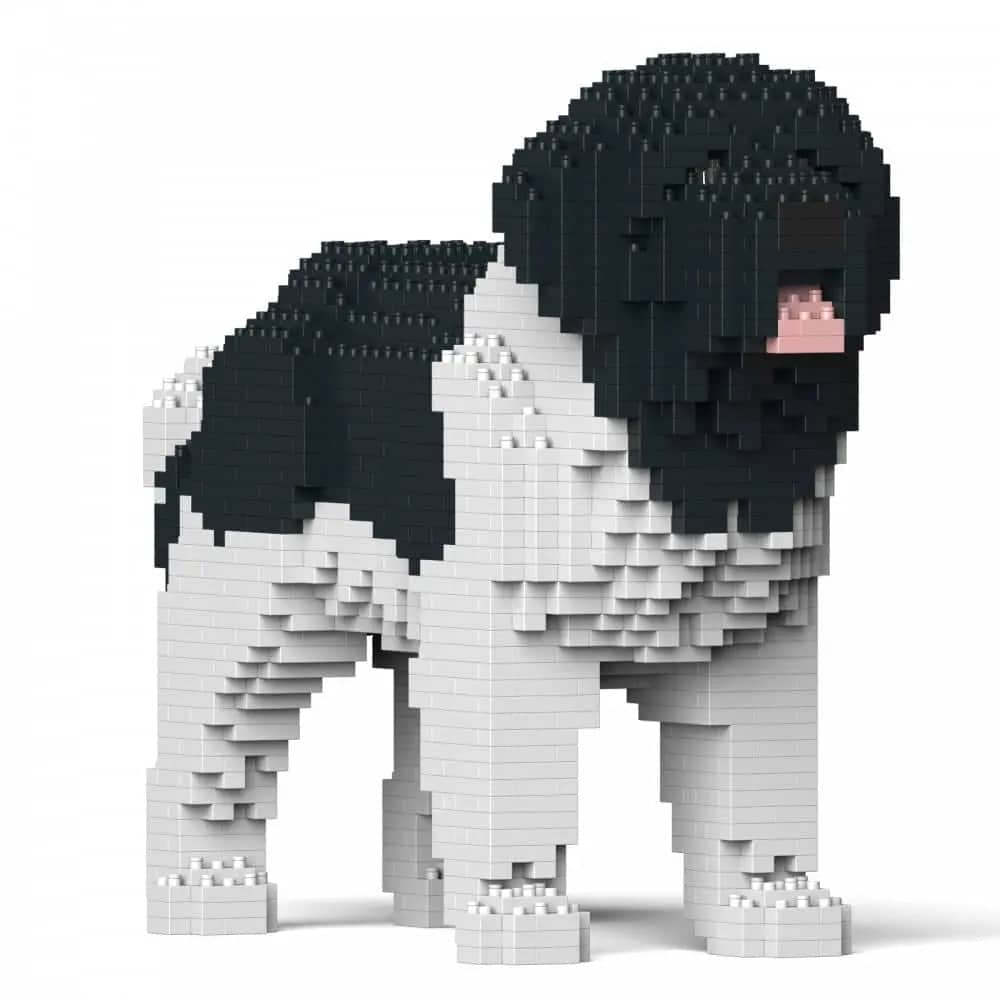 Newfoundland hond