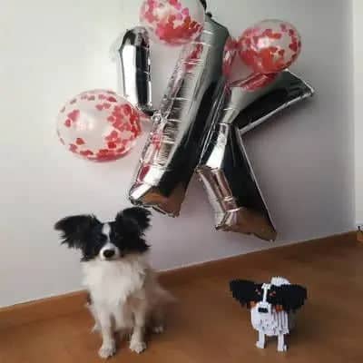 Papillon hond