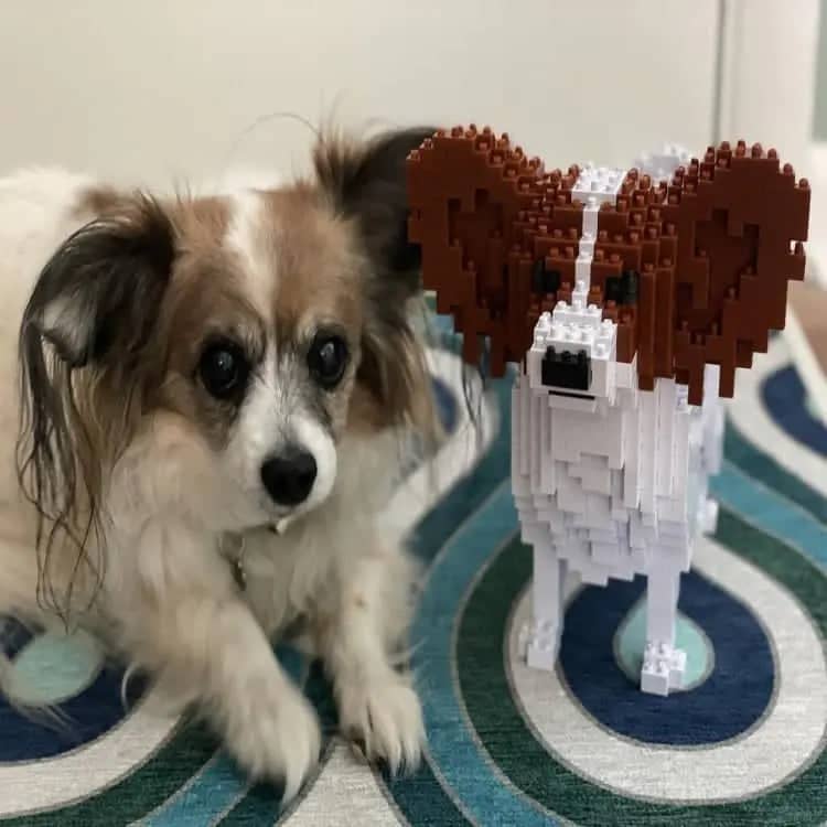 Papillon hond