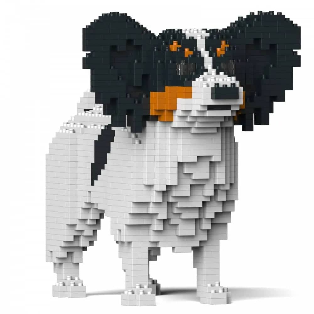 Papillon hond