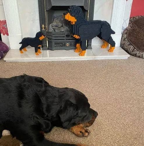 Rottweiler