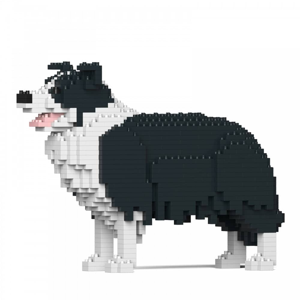 Border collie