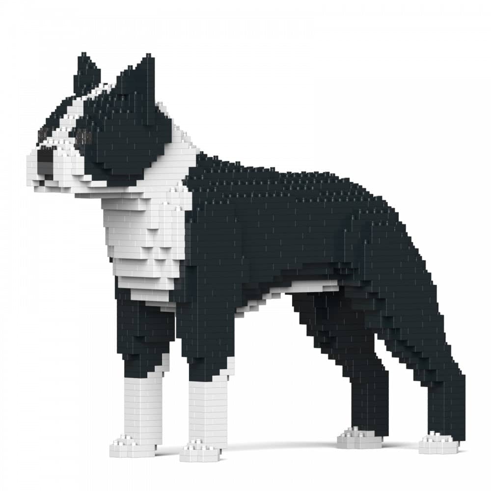 Boston terrier