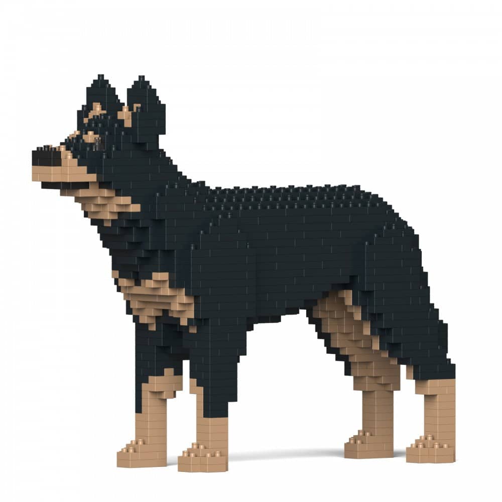 Australische Kelpie