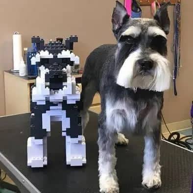 Schnauzer