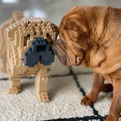 Shar Pei