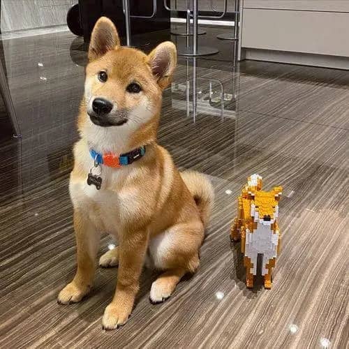 Shiba Inu