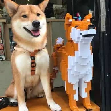 Shiba Inu