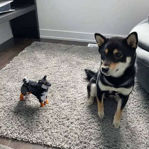 Shiba Inu