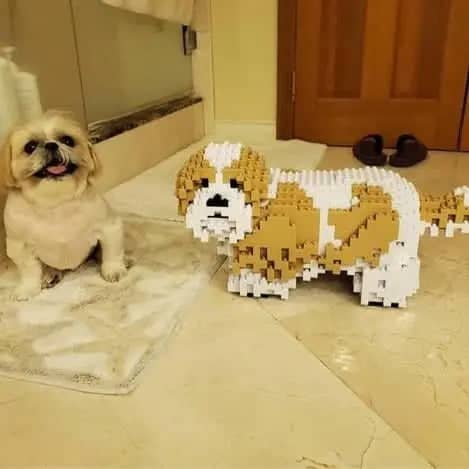 Shih Tzu