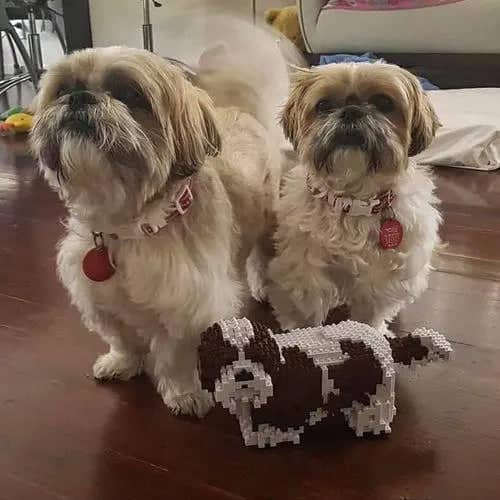 Shih Tzu