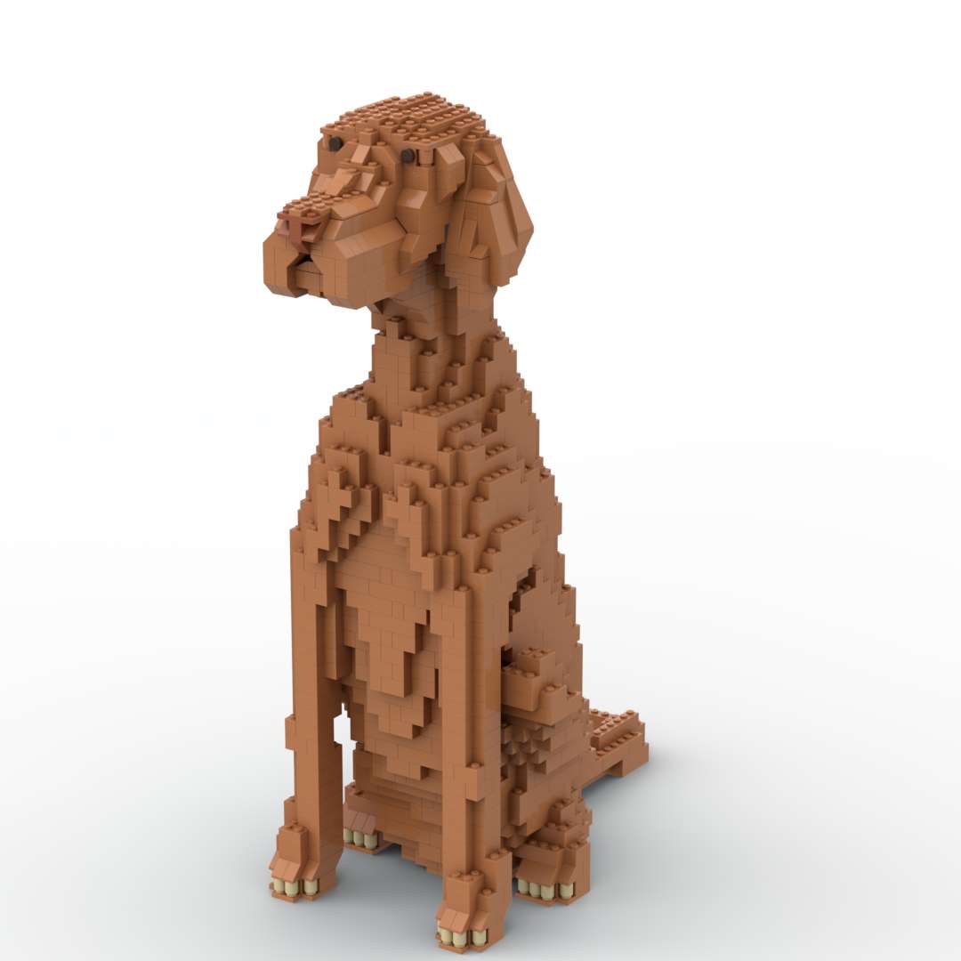 Vizsla