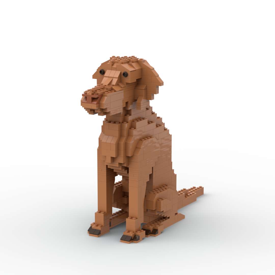 Vizsla