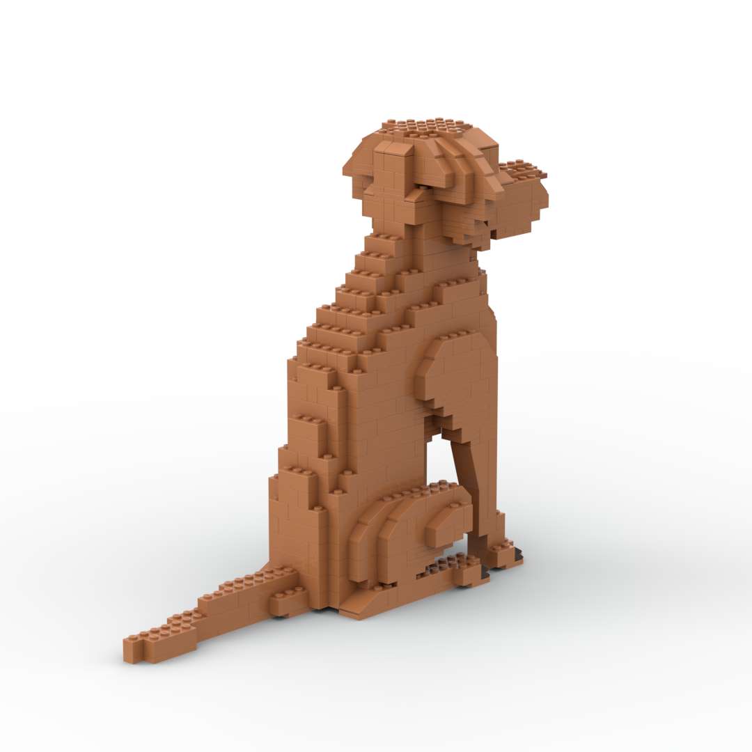 Vizsla