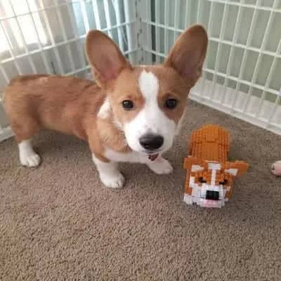 Welse Corgi