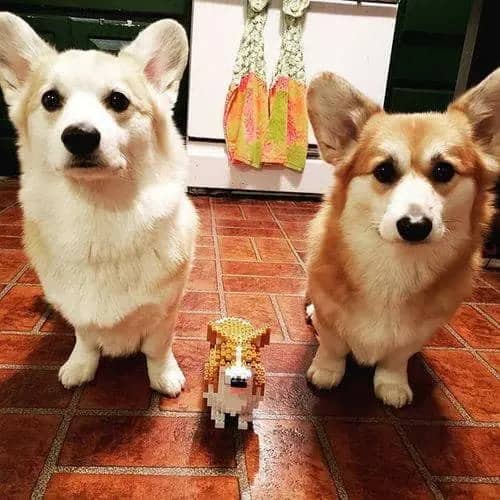 Welse Corgi