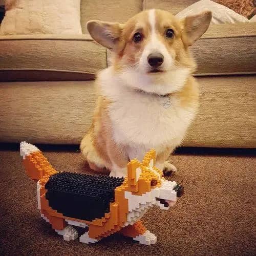 Welse Corgi