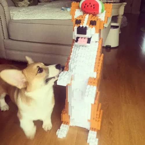 Welse Corgi