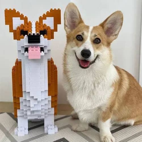 Welse Corgi