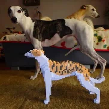 Whippet hond