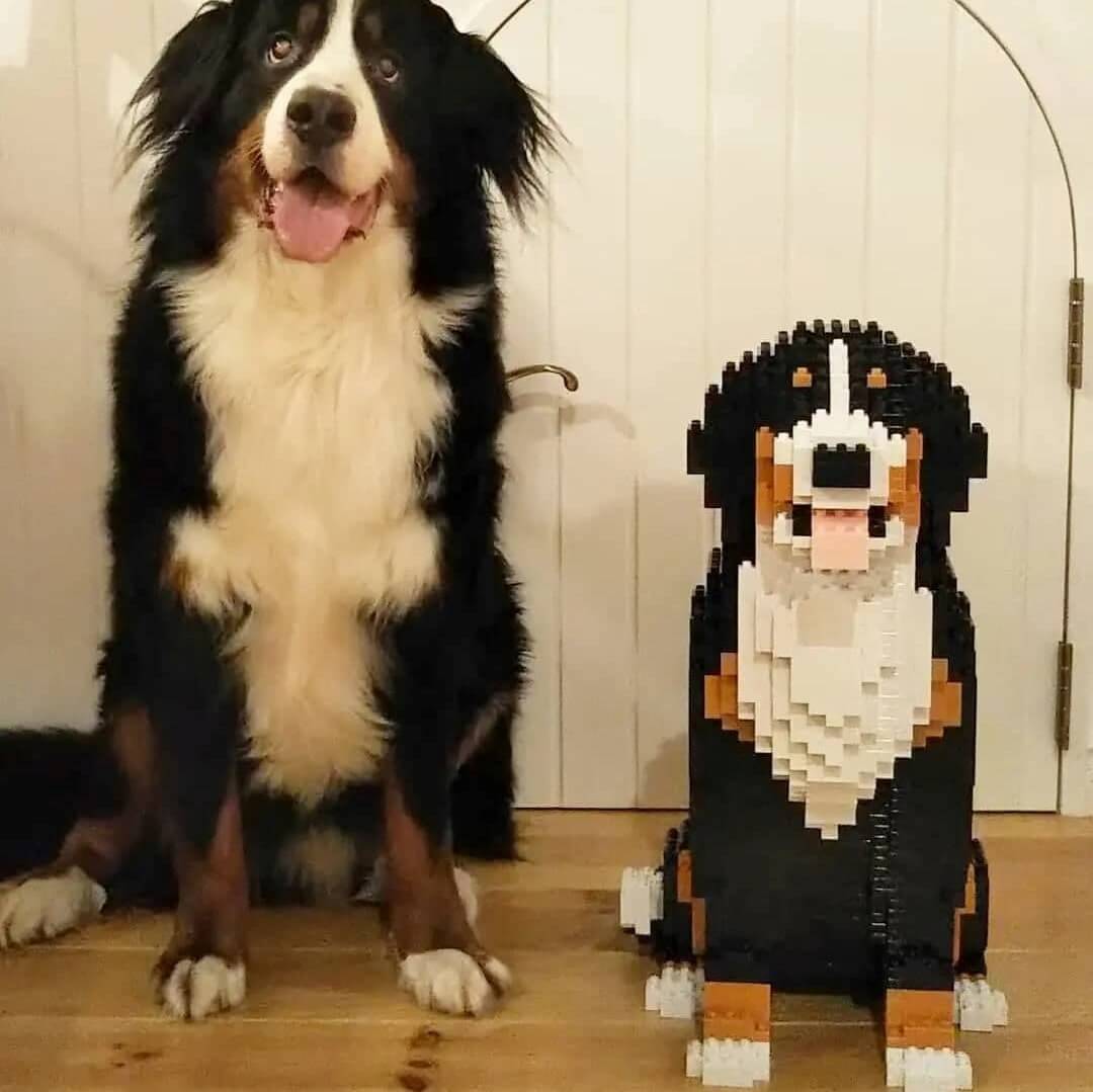 Berner Sennenhond