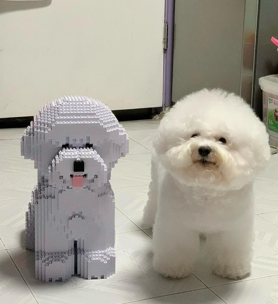 Bichon Frise