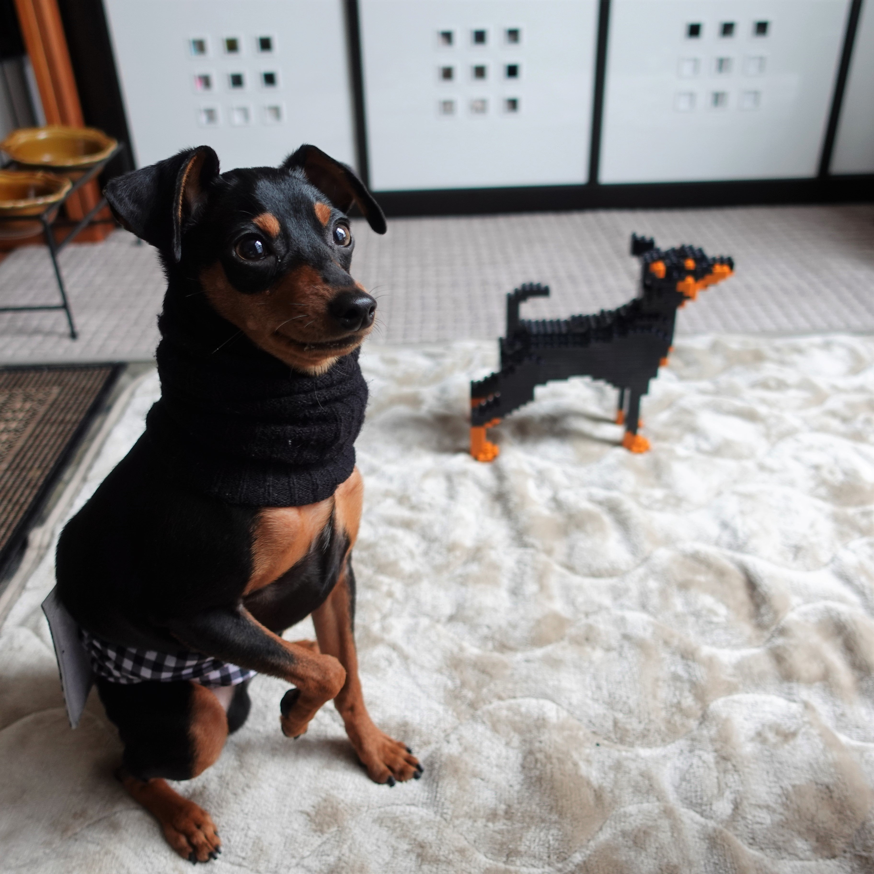 Dwergpinscher