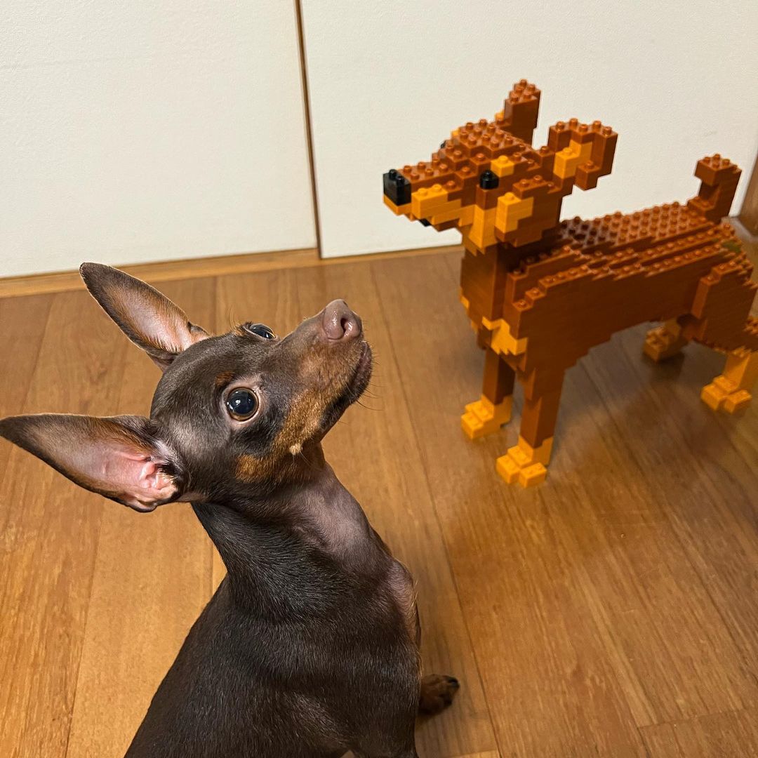 Dwergpinscher