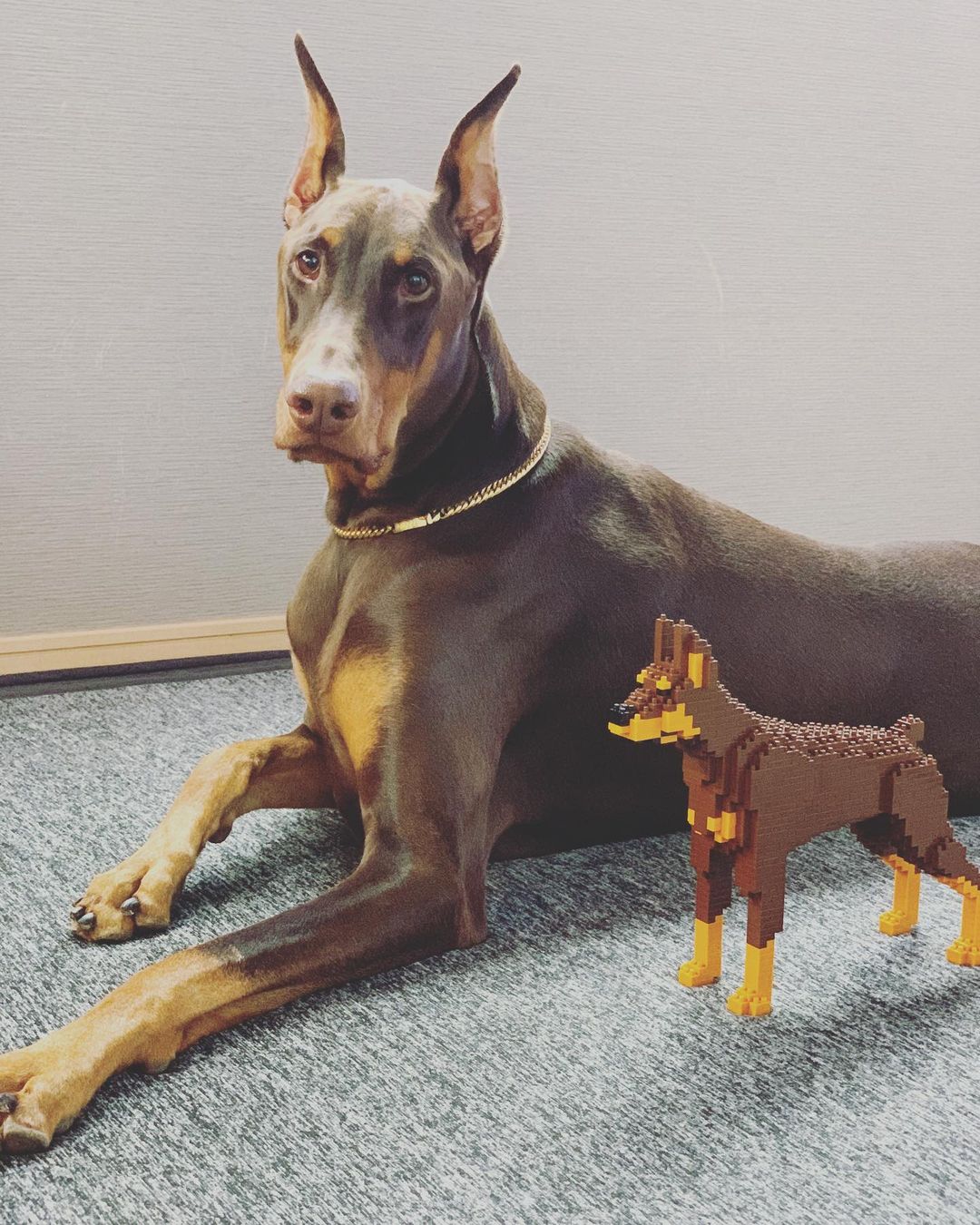 Doberman Pinscher