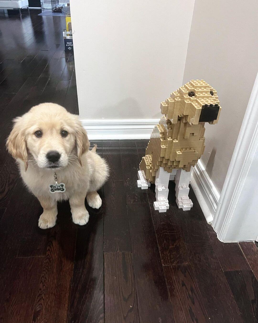 Golden retriever