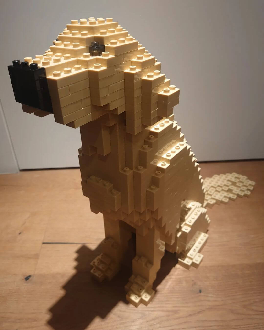 Golden retriever