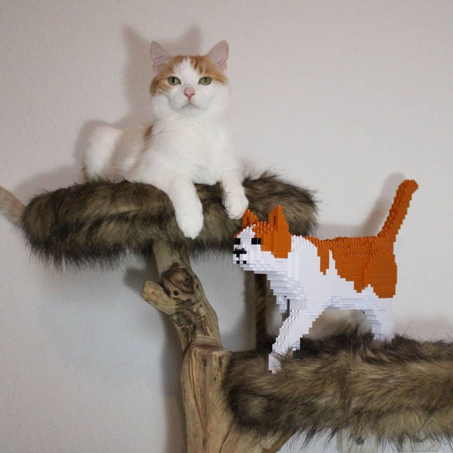 Oranje &amp; Witte Kat