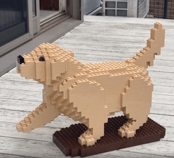 Golden retriever