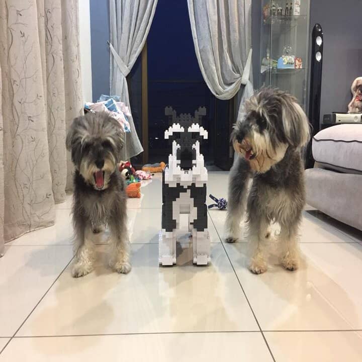 Schnauzer